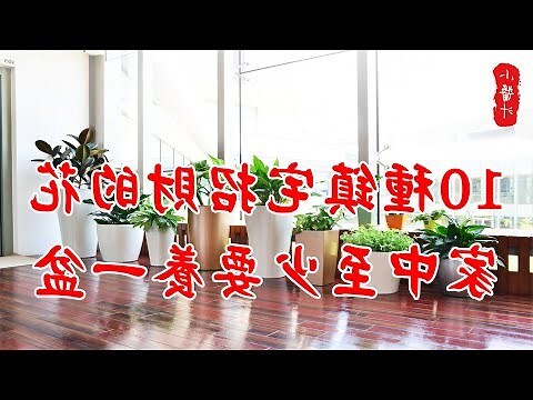 家中盆栽 風水